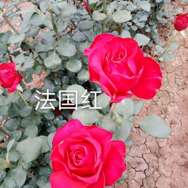 【假一赔十】云南玫瑰鲜花、鲜切花批发，新鲜直达，全国发货