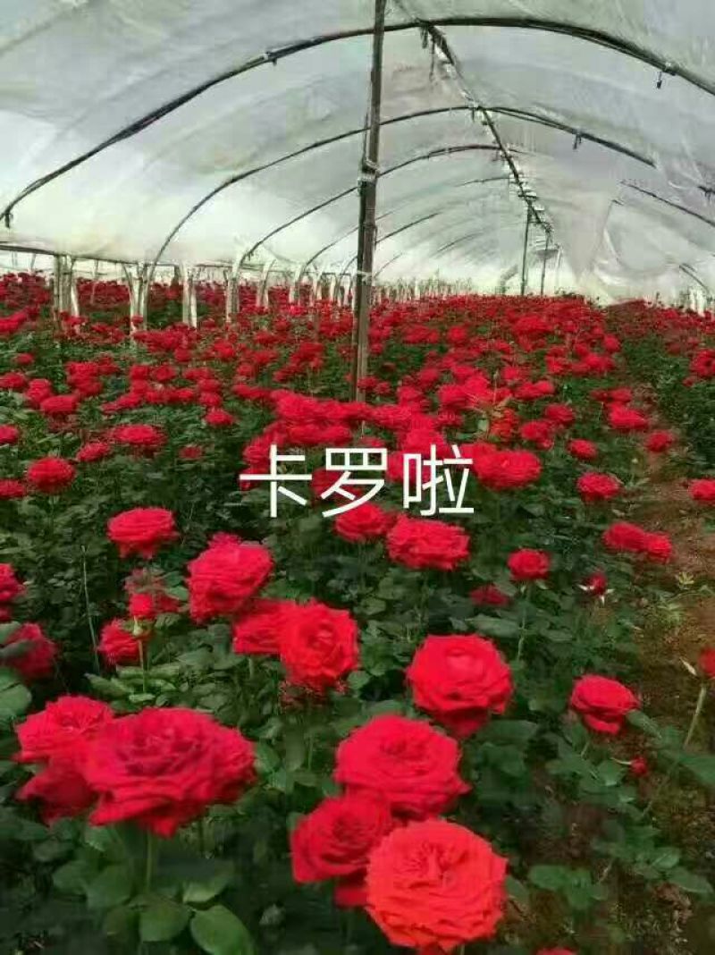 【假一赔十】云南玫瑰鲜花、鲜切花批发，新鲜直达，全国发货