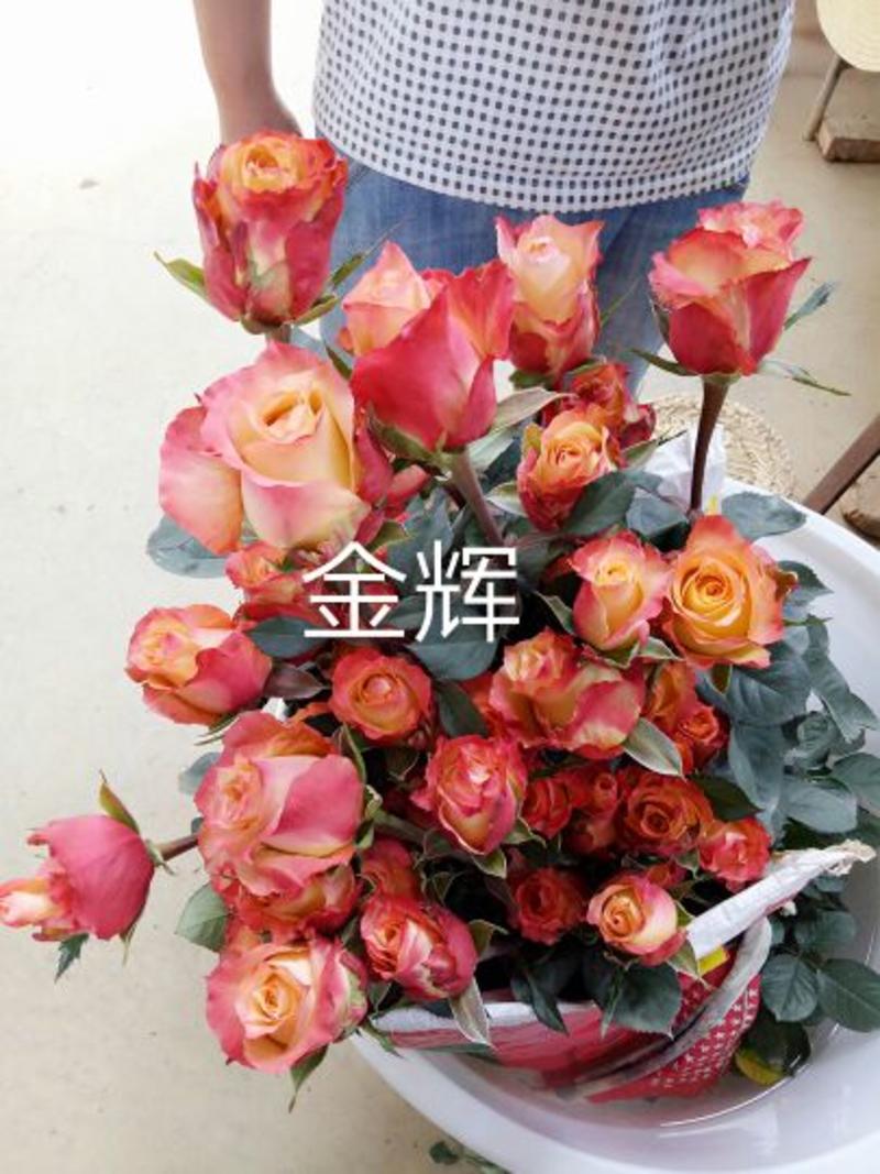 【假一赔十】云南玫瑰鲜花、鲜切花批发，新鲜直达，全国发货