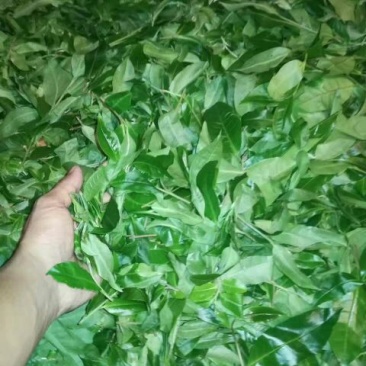 古树茶一级