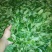 古树茶一级