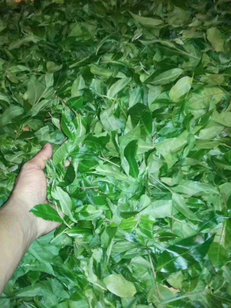 古树茶一级