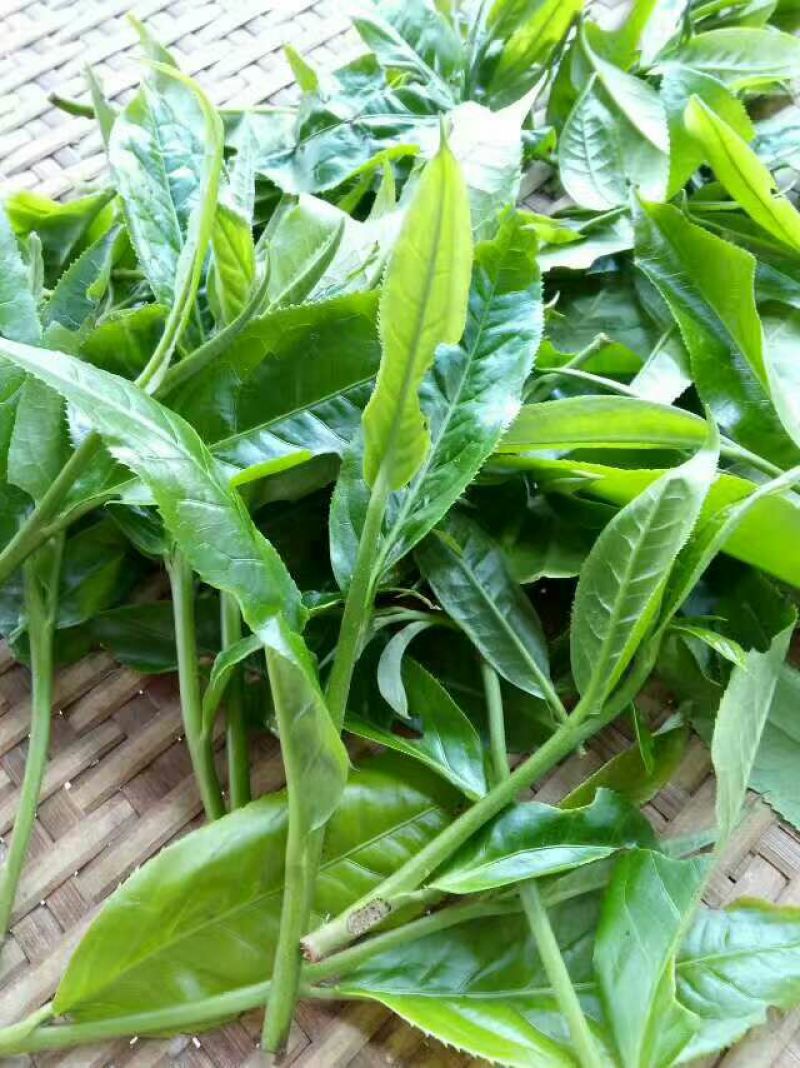 古树茶一级