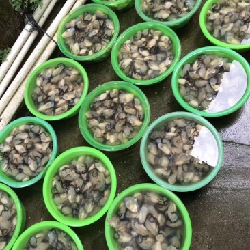食用牡蛎