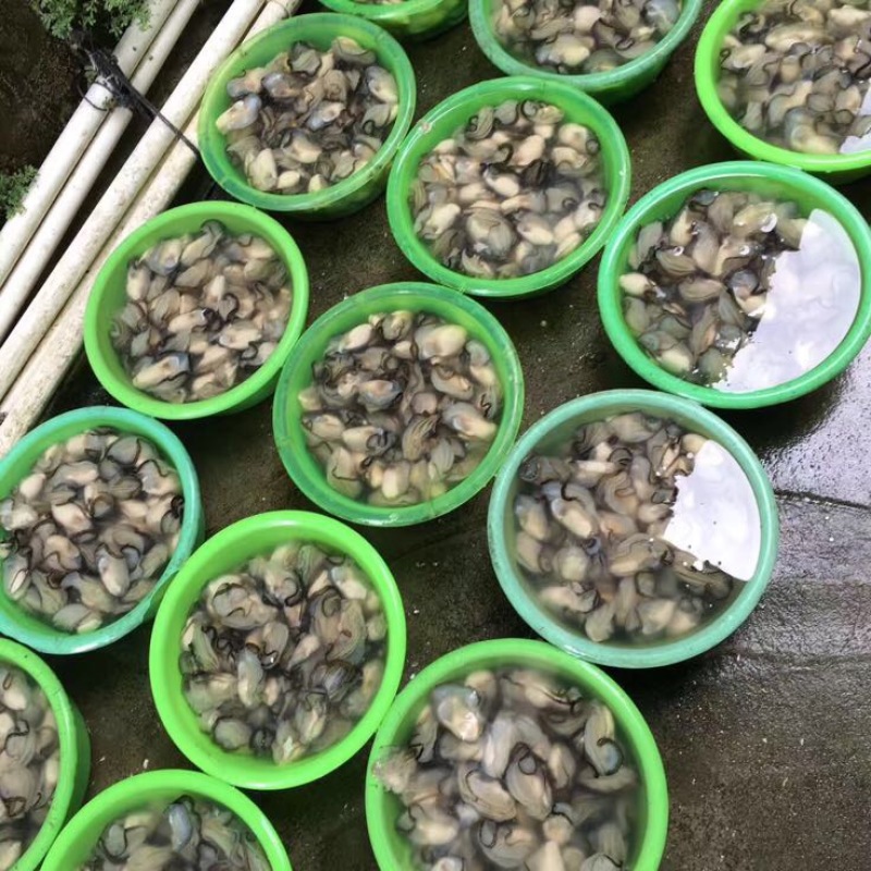 食用牡蛎