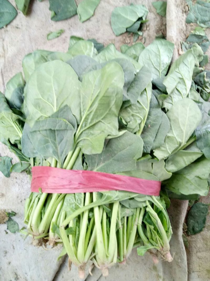 大叶菠菜15~20厘米