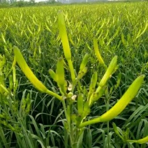 产地直销干黄花菜，大同