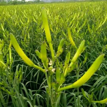 产地直销干黄花菜，大同