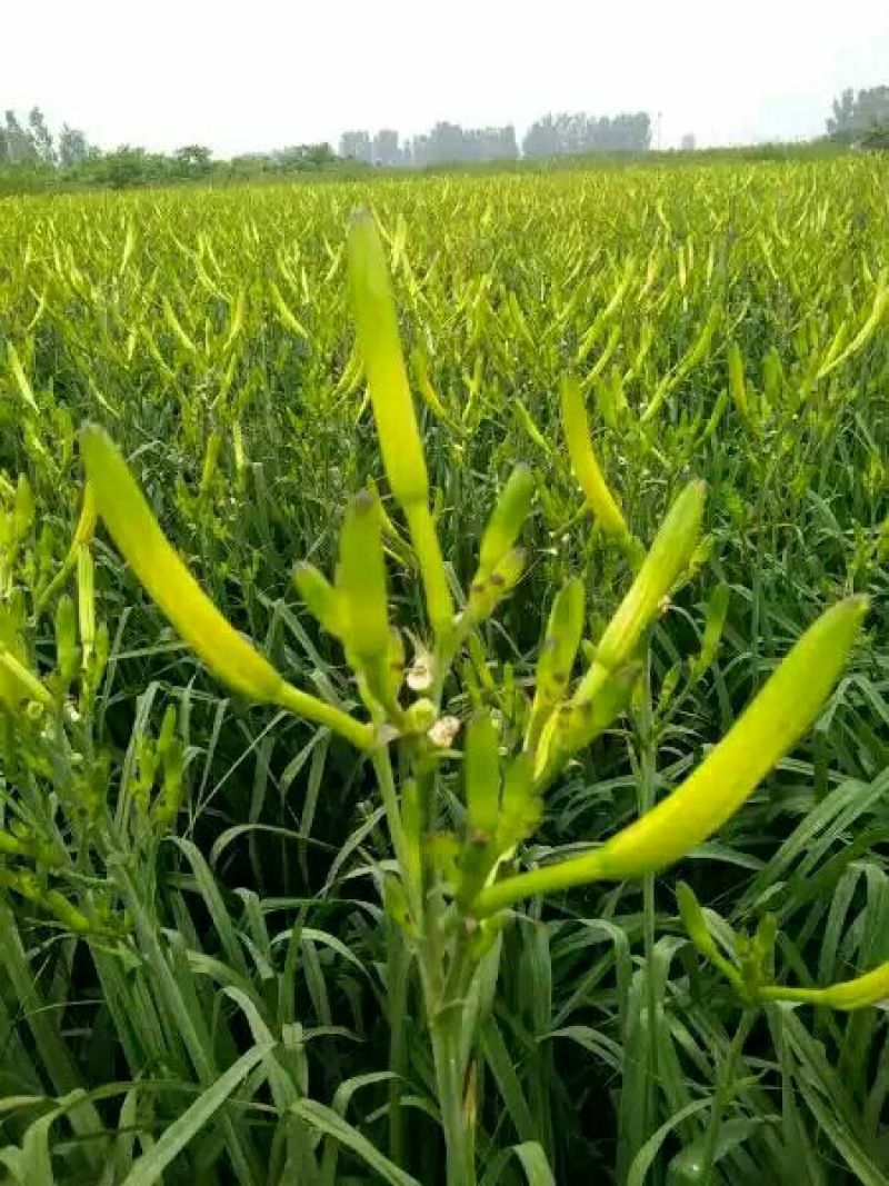 产地直销干黄花菜，大同