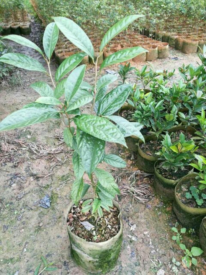 金花茶树苗