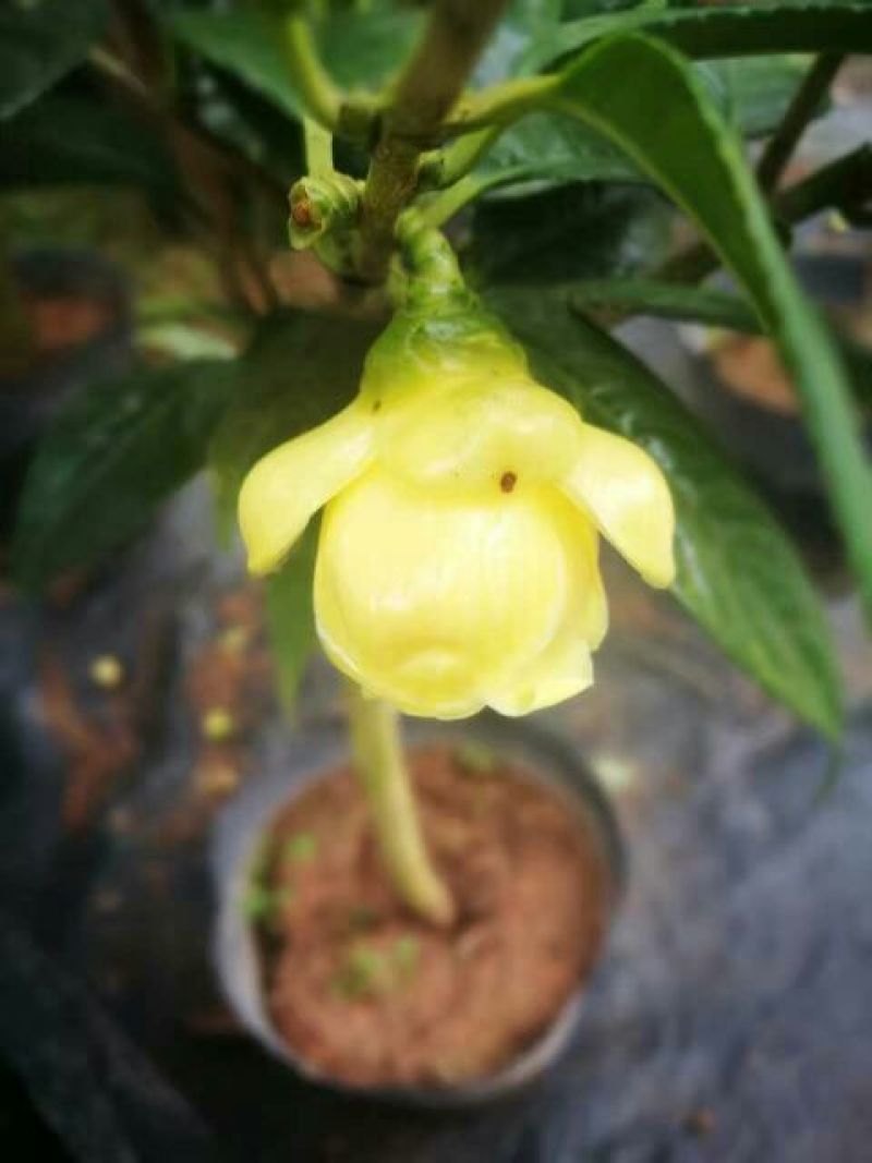 金花茶树苗