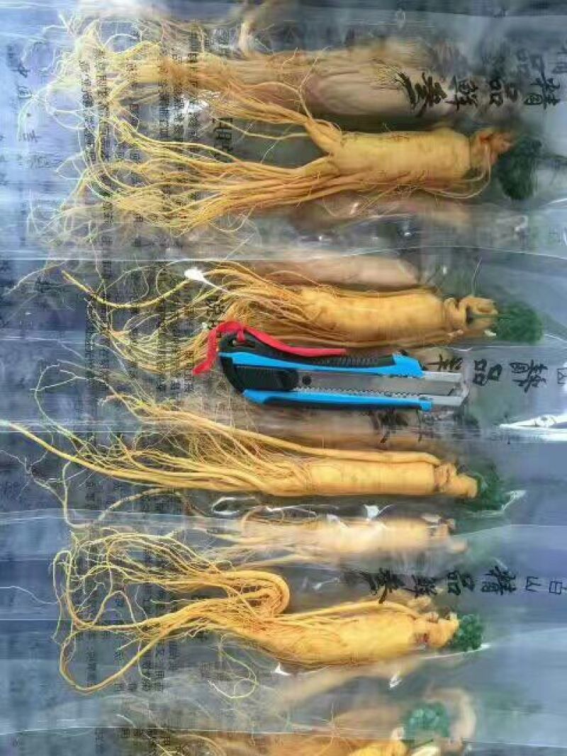 人参鲜