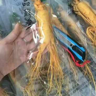 人参鲜