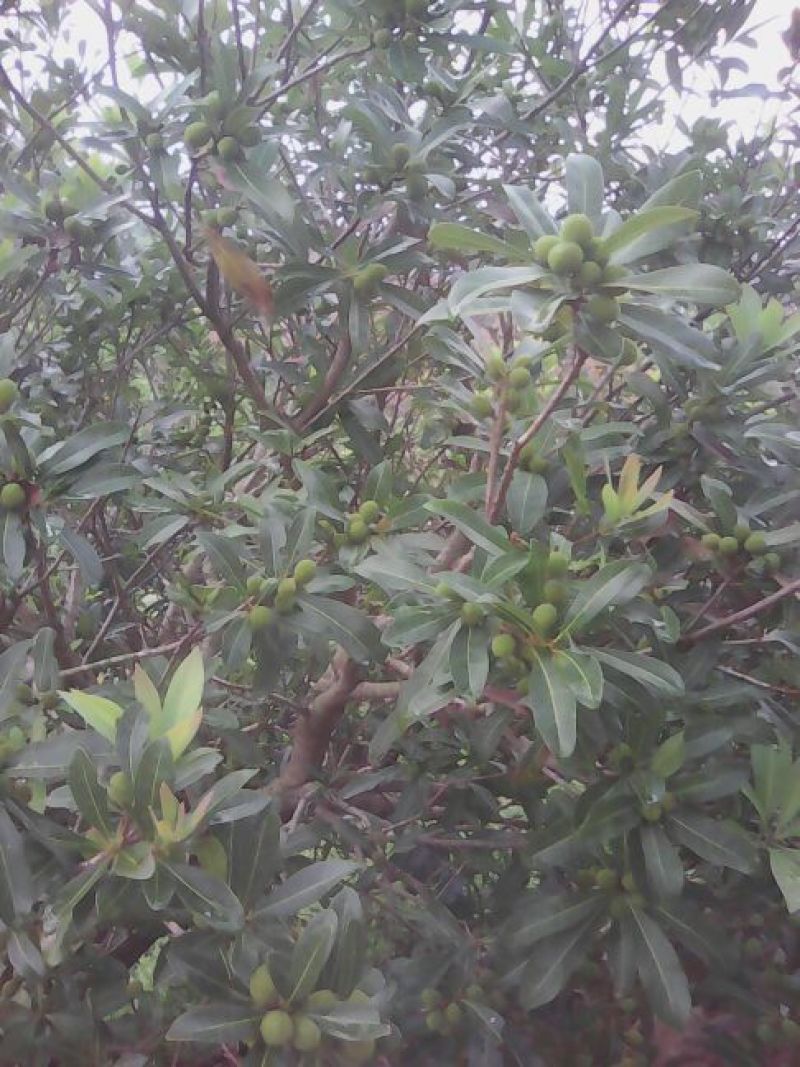 白沙杨梅1.5~2cm