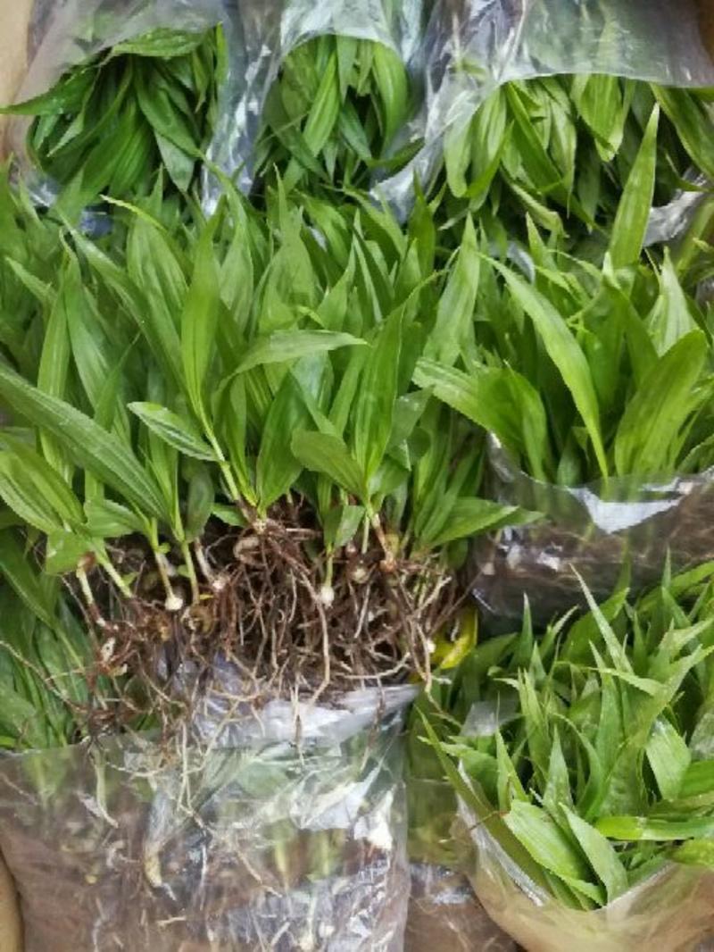 紫花三叉白芨直播苗，价格便宜，全国各地都可以发货