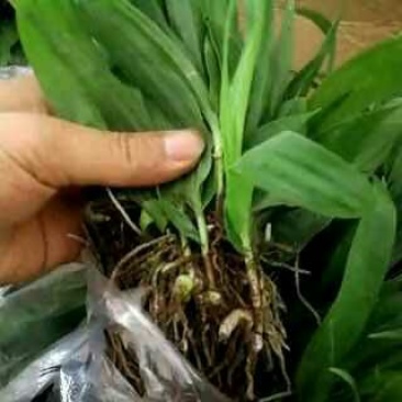 紫花三叉白芨直播苗，价格便宜，全国各地都可以发货