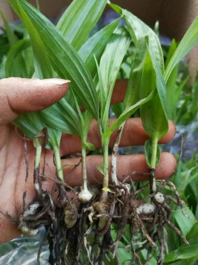 紫花三叉白芨直播苗，价格便宜，全国各地都可以发货
