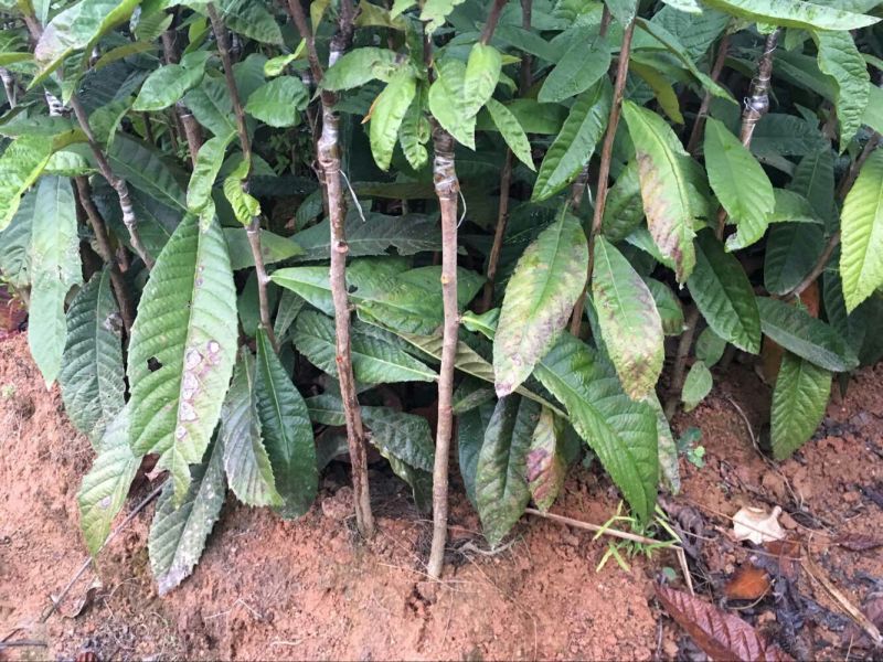 枇杷树苗30~50cm