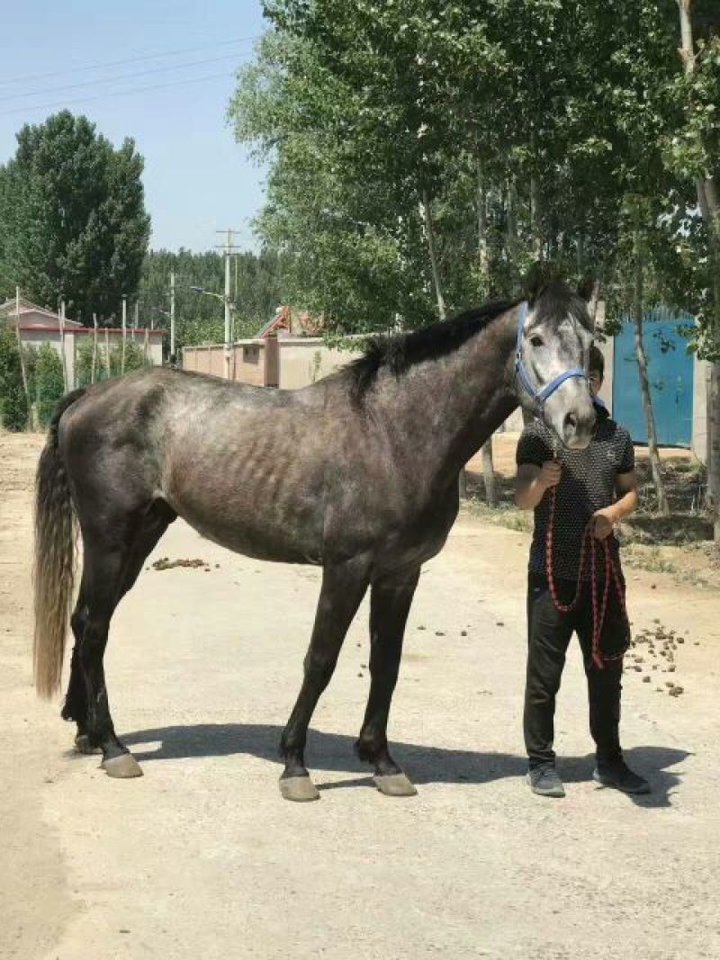 半血马公园拉车，游客骑乘