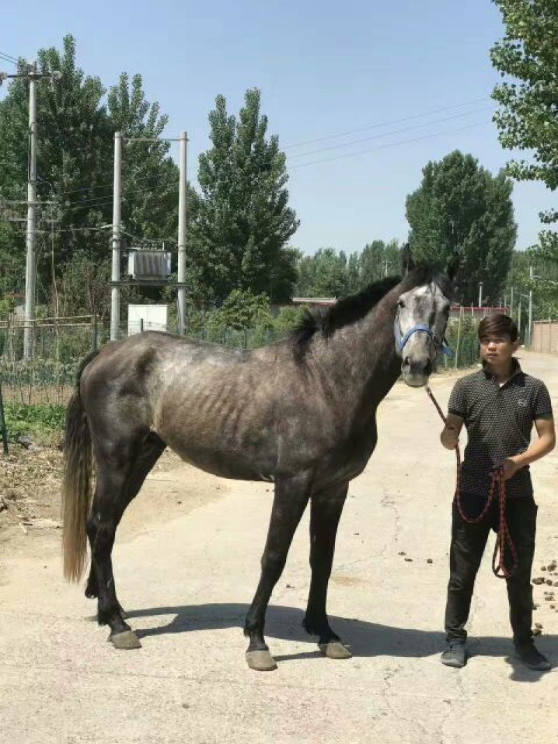 半血马公园拉车，游客骑乘
