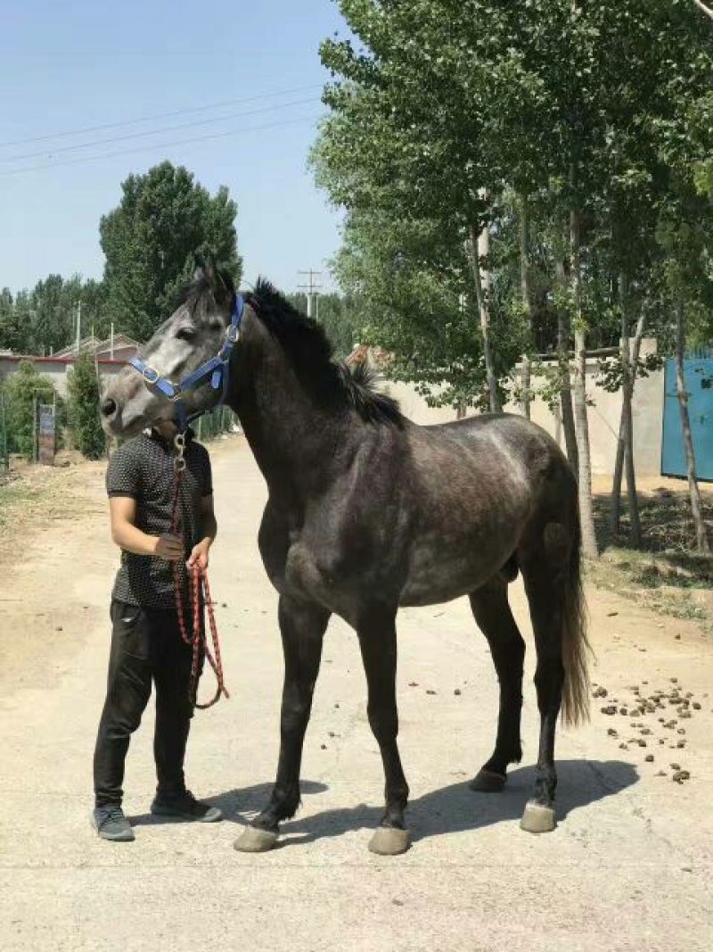 半血马公园拉车，游客骑乘