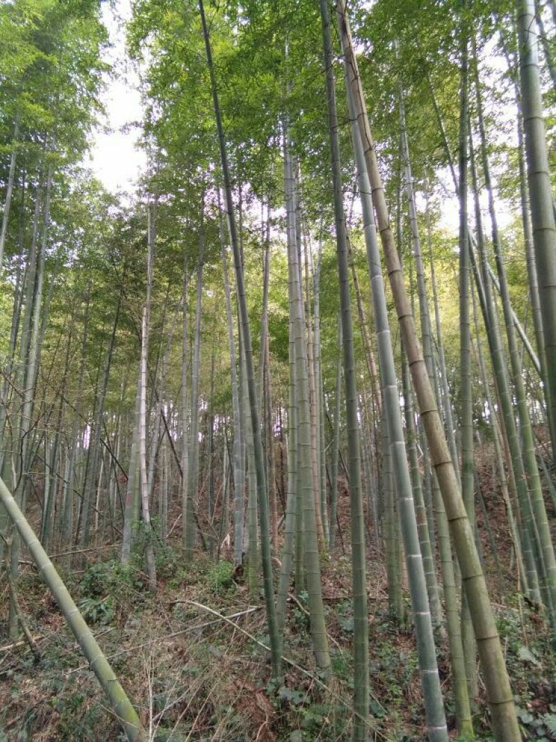 毛竹6cm以上6米以上