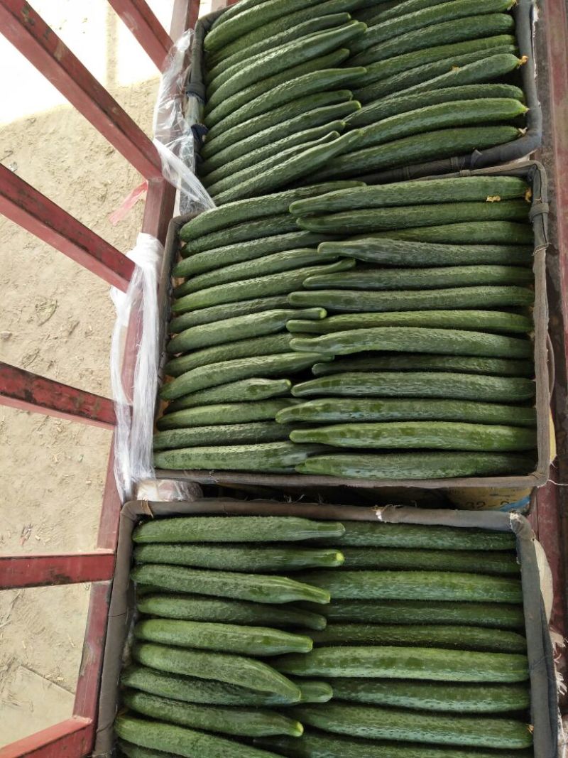 密刺黄瓜干花带刺25公分以上