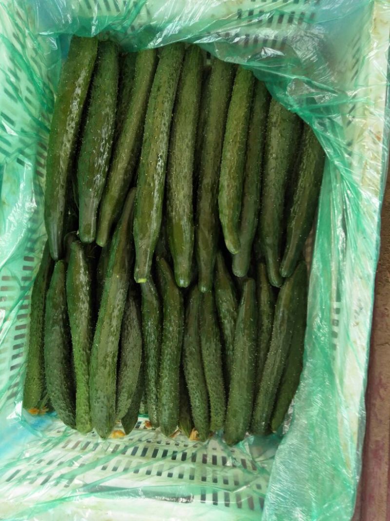 密刺黄瓜干花带刺25公分以上