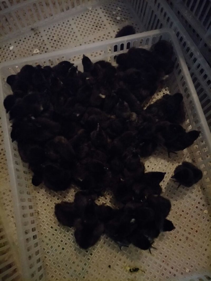 土鸡苗脱温苗500克以下