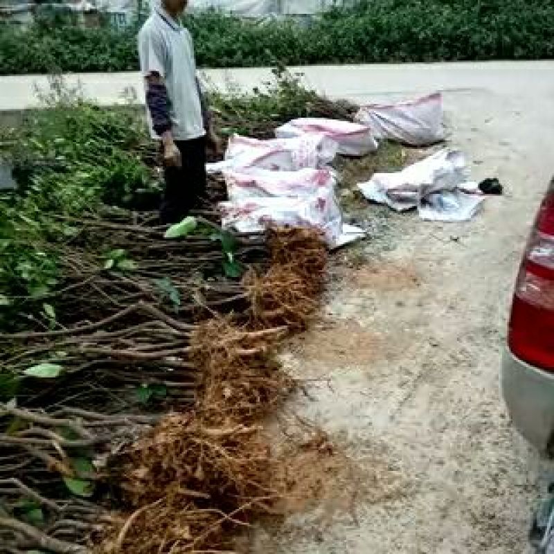 黑金刚莲雾苗，所谓一个果能顶三杯水就是此果。会上瘾的