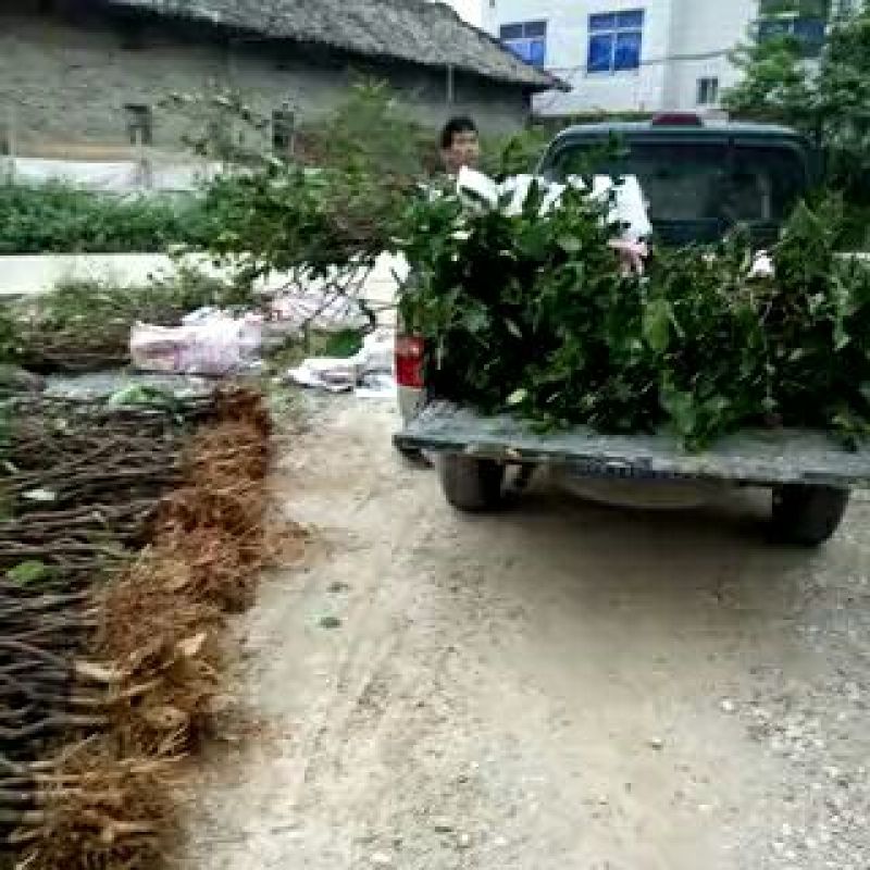黑金刚莲雾苗，所谓一个果能顶三杯水就是此果。会上瘾的