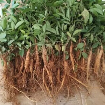 牛大力种苗15~30cm