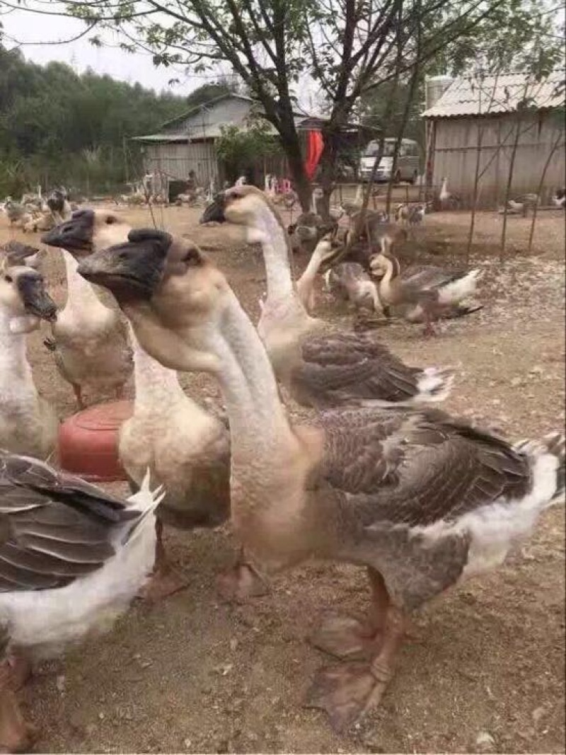 鹅苗