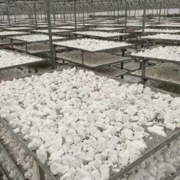 红薯淀粉胜利百号红薯淀粉