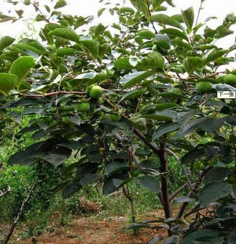 柿树10~12cm8~10cm1.5~2米