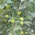 柿树10~12cm8~10cm1.5~2米