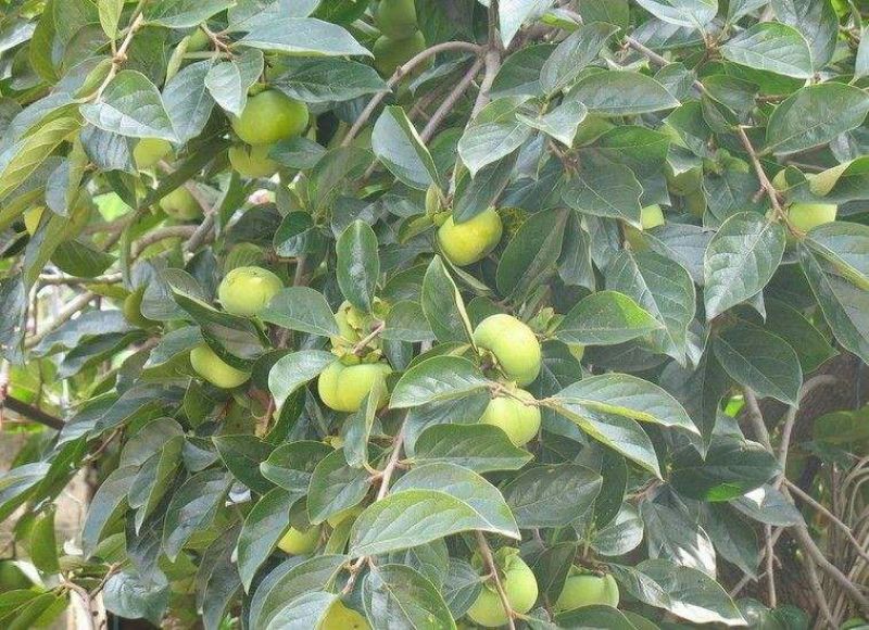 柿树10~12cm8~10cm1.5~2米