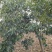 柿树10~12cm8~10cm1.5~2米