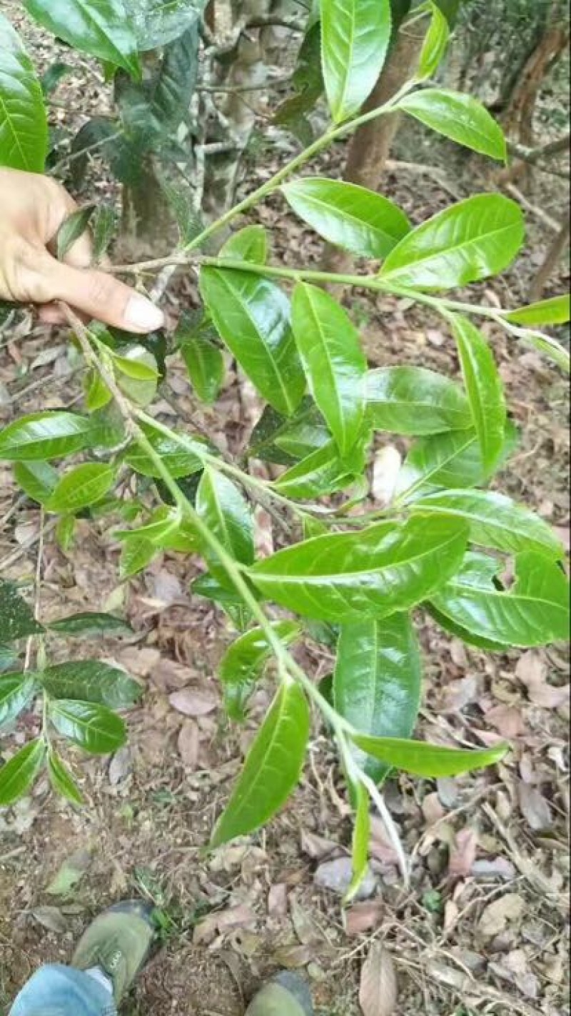 古树普洱茶