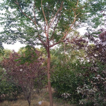 北京栾12~14cm8~10cm2.5~3米