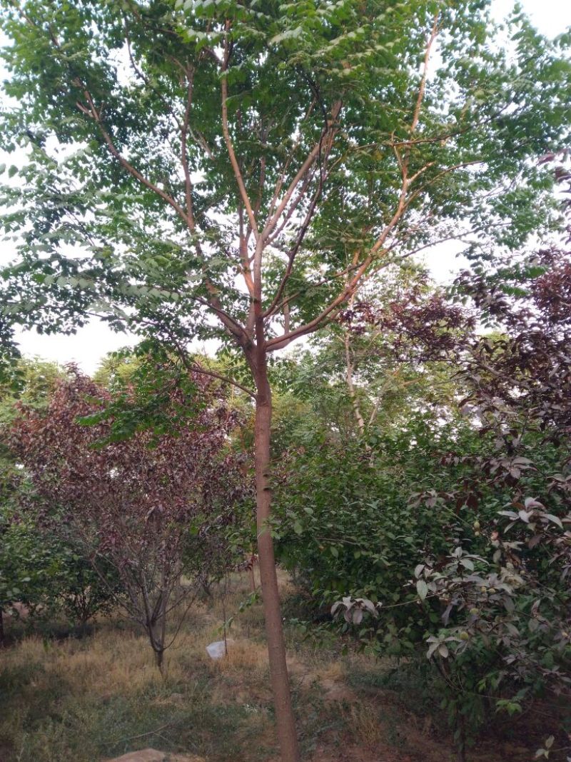 北京栾12~14cm8~10cm2.5~3米