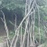 朴树4~6cm2.5~3m