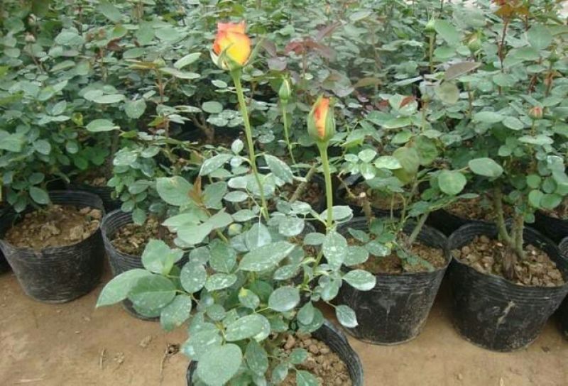 玫瑰盆花含盆