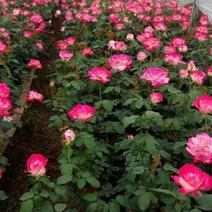 玫瑰盆花含盆