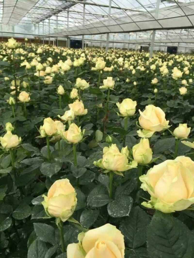 玫瑰盆花含盆