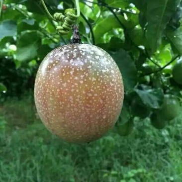 满天星百香果苗10~20cm