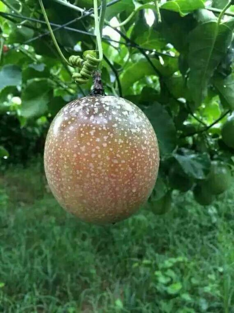满天星百香果苗10~20cm