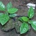 满天星百香果苗10~20cm