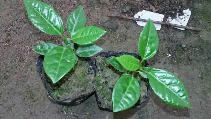 满天星百香果苗10~20cm
