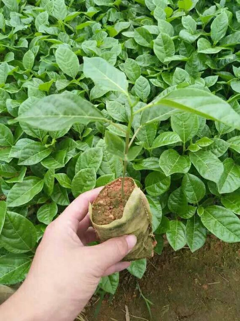 满天星百香果苗10~20cm